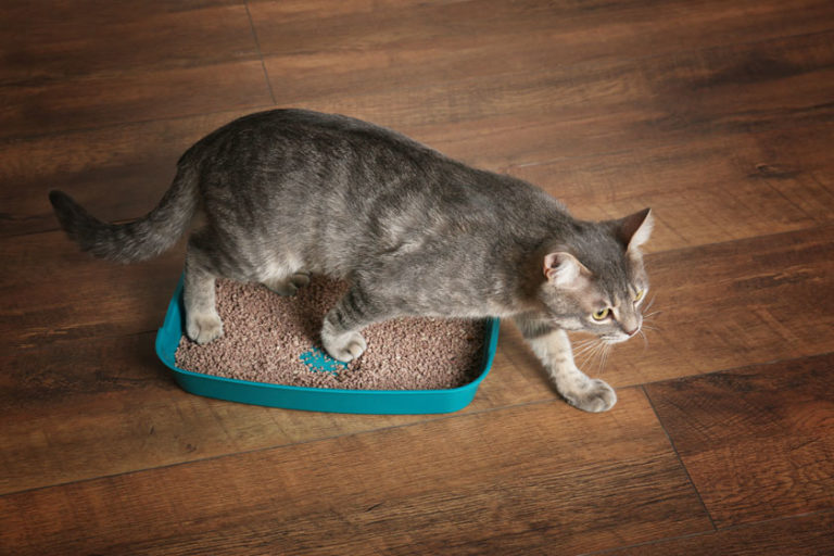 KatzenkloMatte Alles was Du wissen solltest [Ratgeber 2024]